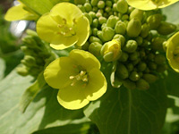 小松菜の花の写真です。