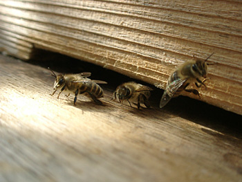日本蜜蜂